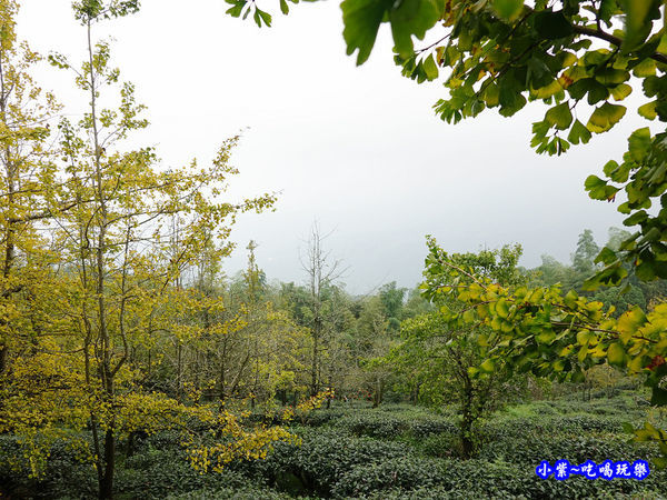 武岫農圃-銀杏林觀景步道 (28).jpg