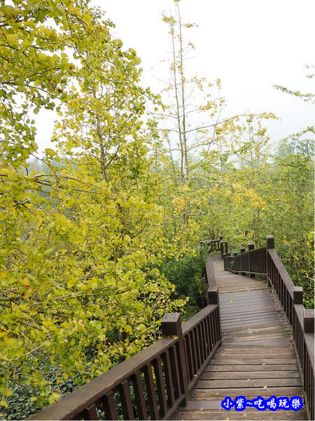 武岫農圃-銀杏林觀景步道 (45).jpg