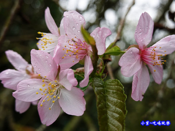 武岫農圃-銀杏林觀景步道花兒 (2).jpg