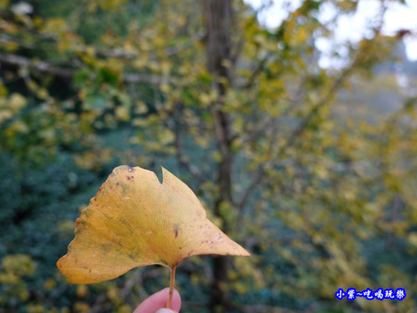 武岫農圃-銀杏林觀景步道 (36).jpg