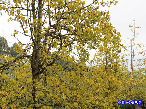 武岫農圃-銀杏林觀景步道 (41).jpg