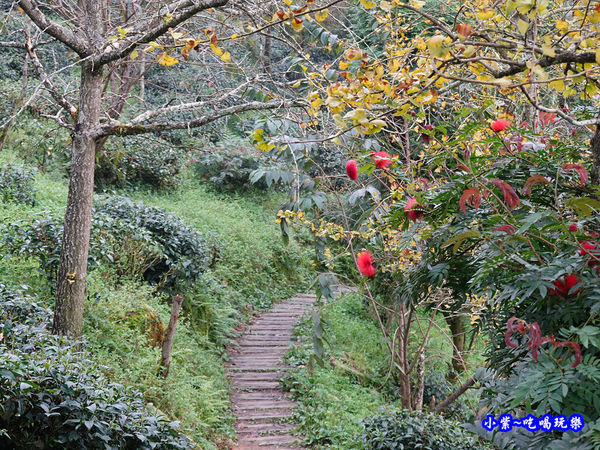 武岫農圃-銀杏林觀景步道花兒 (4).jpg