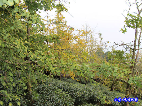 武岫農圃-銀杏林觀景步道 (39).jpg