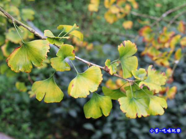 武岫農圃-銀杏林觀景步道 (42).jpg