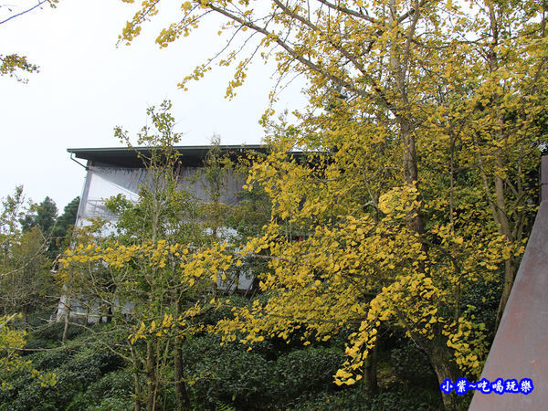 武岫農圃-銀杏林觀景步道 (33).jpg