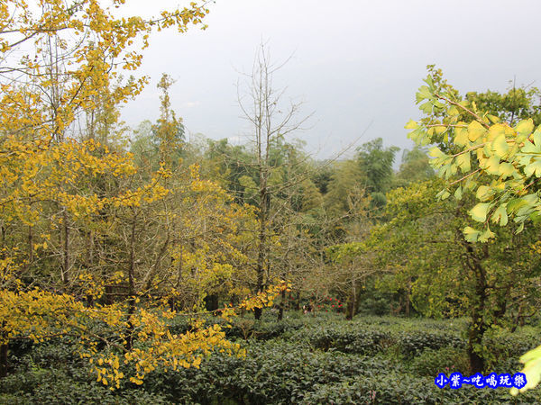 武岫農圃-銀杏林觀景步道 (40).jpg