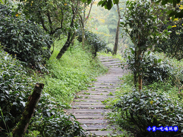武岫農圃-銀杏林觀景步道 (43).jpg