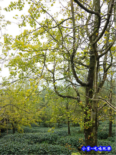 武岫農圃-銀杏林觀景步道 (32).jpg
