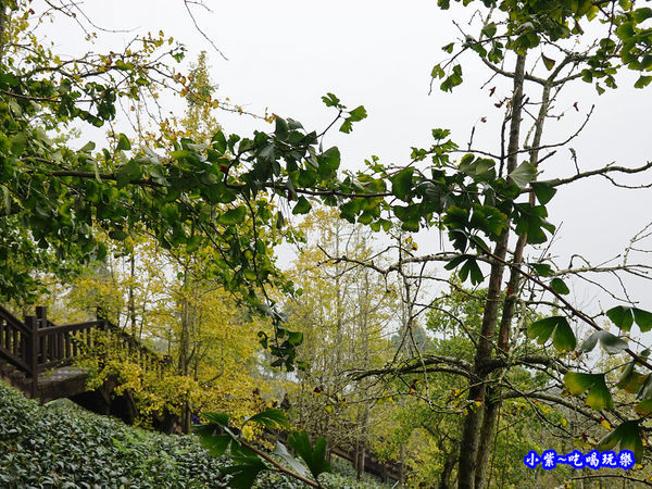 武岫農圃-銀杏林觀景步道 (27).jpg