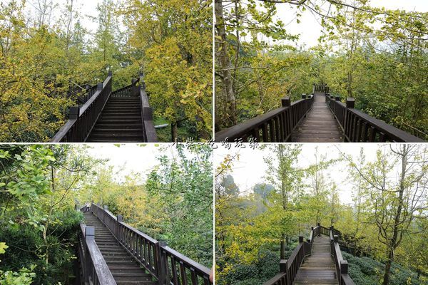 武岫農圃-銀杏林觀景步道 (37).jpg