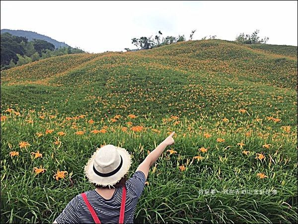赤柯山金針花海09.jpg
