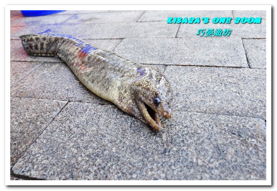 巧晏漁坊:萬里蟹美食.龜吼漁港新進優質親切現撈海鮮店家──巧晏漁坊.上