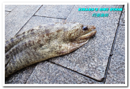 巧晏漁坊:萬里蟹美食.龜吼漁港新進優質親切現撈海鮮店家──巧晏漁坊.上