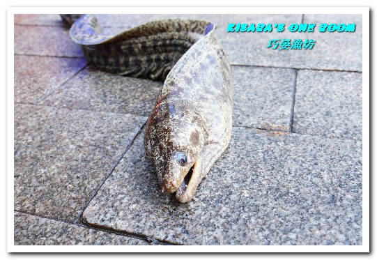 巧晏漁坊:萬里蟹美食.龜吼漁港新進優質親切現撈海鮮店家──巧晏漁坊.上