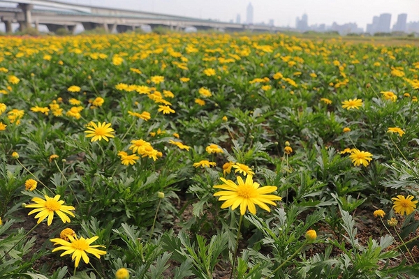 鴨鴨地景藝術公園 ( 鴨鴨公園 ):【新北市景點】三重鴨鴨地景藝術公園DUCKLING PARK~NO外星人的麥田圈/親子旅遊/賞花景點