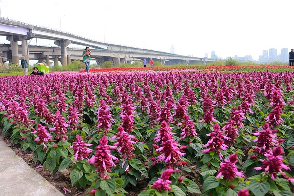 鴨鴨地景藝術公園 ( 鴨鴨公園 ):【新北市景點】三重鴨鴨地景藝術公園DUCKLING PARK~NO外星人的麥田圈/親子旅遊/賞花景點