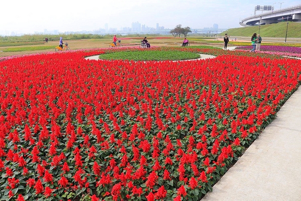 鴨鴨地景藝術公園 ( 鴨鴨公園 ):【新北市景點】三重鴨鴨地景藝術公園DUCKLING PARK~NO外星人的麥田圈/親子旅遊/賞花景點