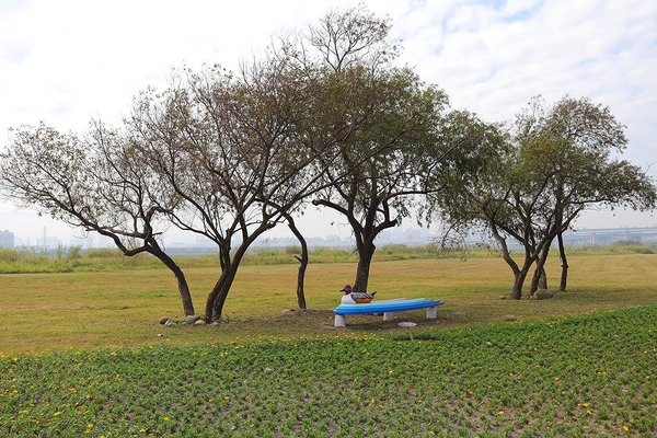 鴨鴨地景藝術公園 ( 鴨鴨公園 ):【新北市景點】三重鴨鴨地景藝術公園DUCKLING PARK~NO外星人的麥田圈/親子旅遊/賞花景點