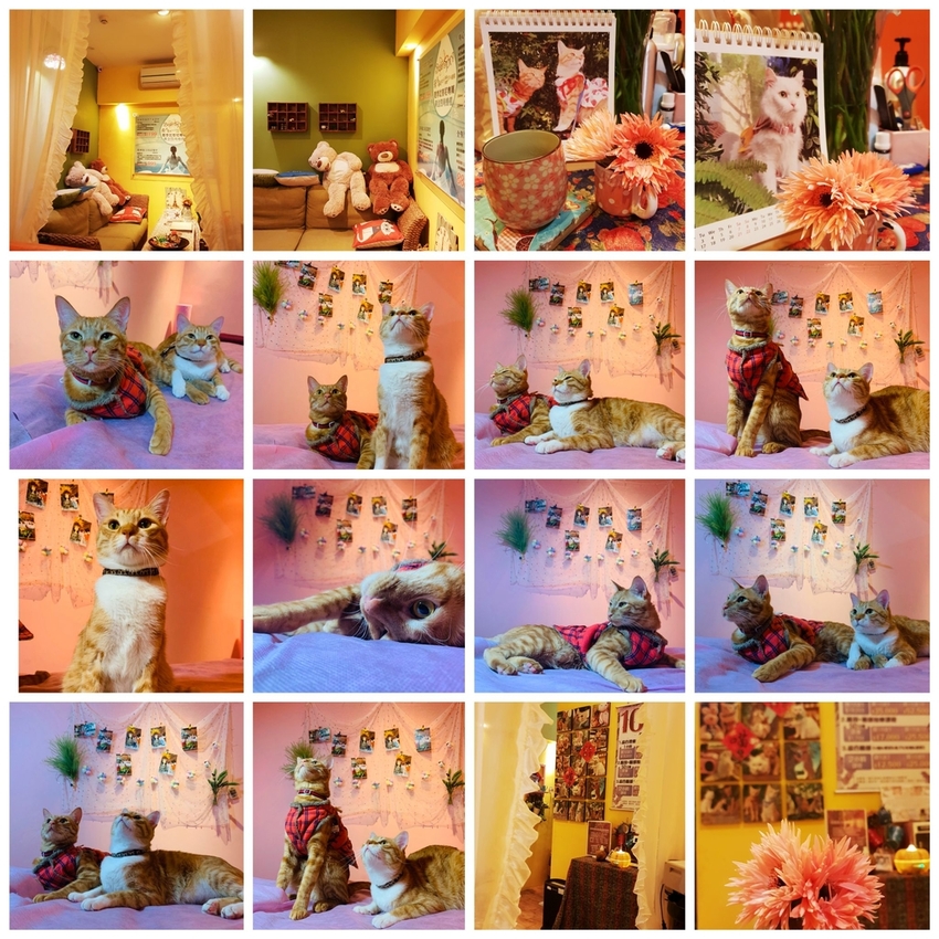 225784.jpg - 【南投.埔里】全台最獨特咖啡店。友善寵物。Coffee Reflections OLD工作室採預約制 225784.jpg - 【南投.埔里】全台最獨特咖啡店。友善寵物。Coffee Reflections OLD工作室採預約制