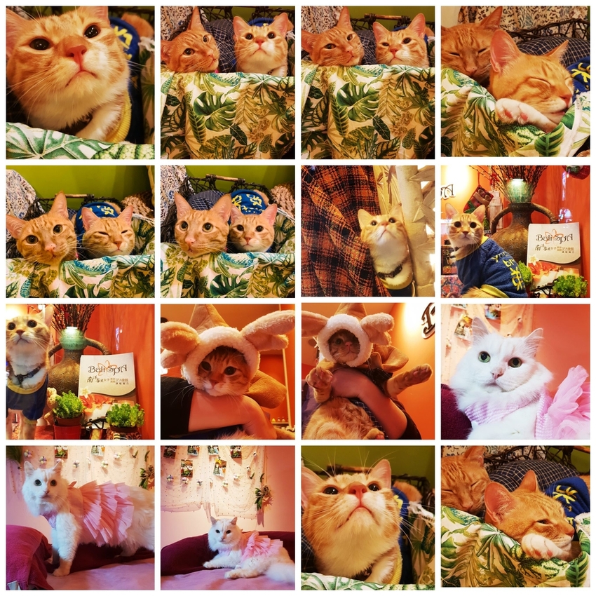 225783.jpg - 【南投.埔里】全台最獨特咖啡店。友善寵物。Coffee Reflections OLD工作室採預約制 225783.jpg - 【南投.埔里】全台最獨特咖啡店。友善寵物。Coffee Reflections OLD工作室採預約制