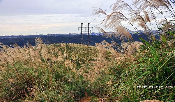 三角埔頂山-35.JPG - 2016秋之豔