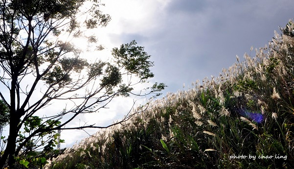 三角埔頂山-10.JPG - 2016秋之豔