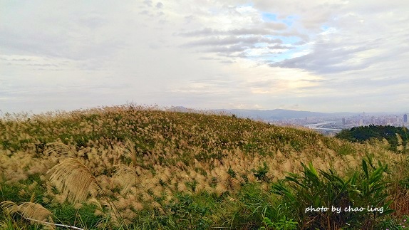 三角埔頂山-48.jpg - 2016秋之豔