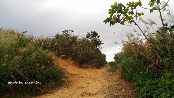 三角埔頂山-12.jpg - 2016秋之豔