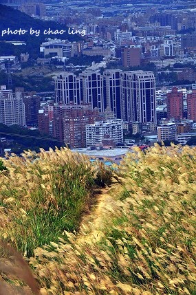 三角埔頂山-33.JPG - 2016秋之豔