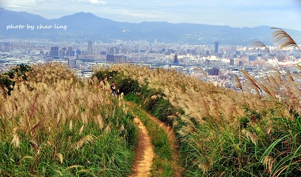 三角埔頂山-22.JPG - 2016秋之豔