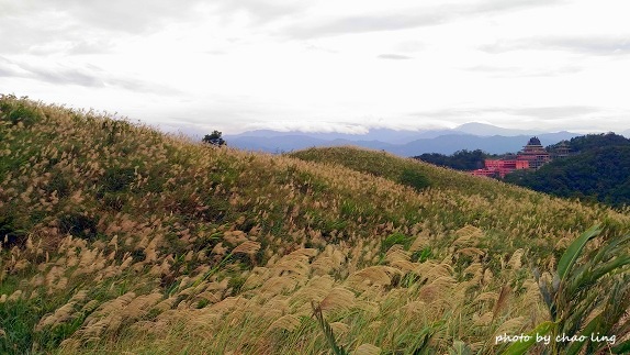 三角埔頂山-39.jpg - 2016秋之豔