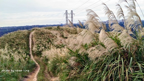 三角埔頂山-37.jpg - 2016秋之豔