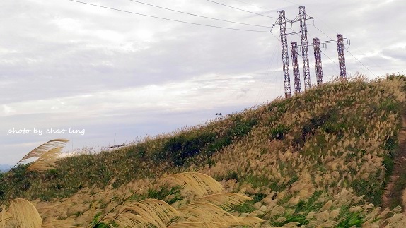 三角埔頂山-42.jpg - 2016秋之豔