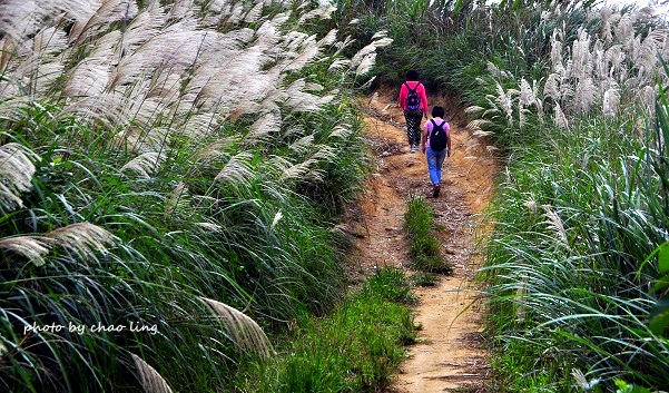 三角埔頂山-16.JPG - 2016秋之豔