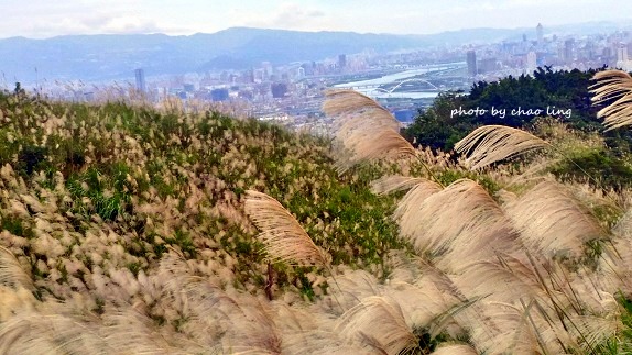 三角埔頂山-49.jpg - 2016秋之豔