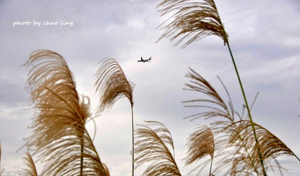 三角埔頂山-29.JPG - 2016秋之豔