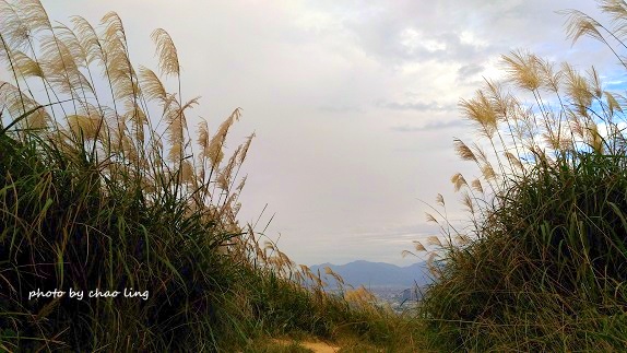 三角埔頂山-46.jpg - 2016秋之豔