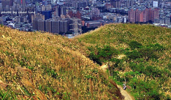 三角埔頂山-30.JPG - 2016秋之豔