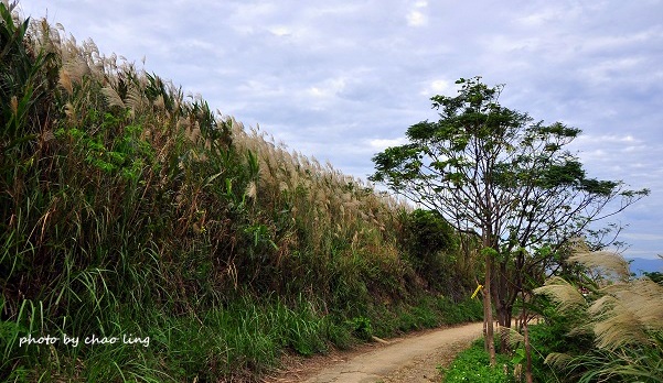 三角埔頂山-11.JPG - 2016秋之豔