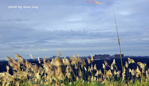 三角埔頂山-27.JPG - 2016秋之豔