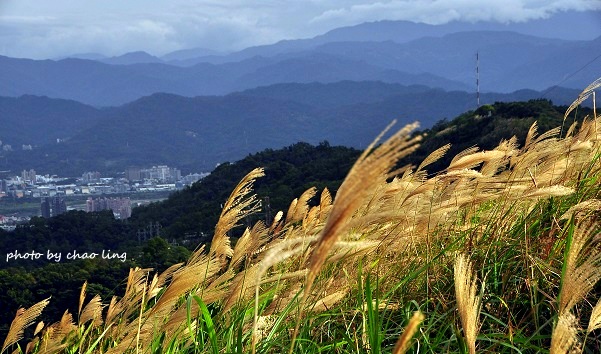 三角埔頂山-26.JPG - 2016秋之豔