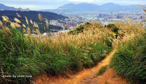 三角埔頂山-21.JPG - 2016秋之豔