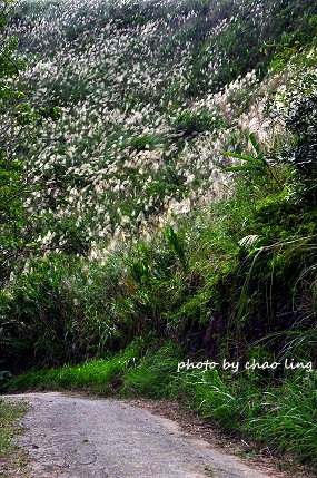 三角埔頂山-9.JPG - 2016秋之豔