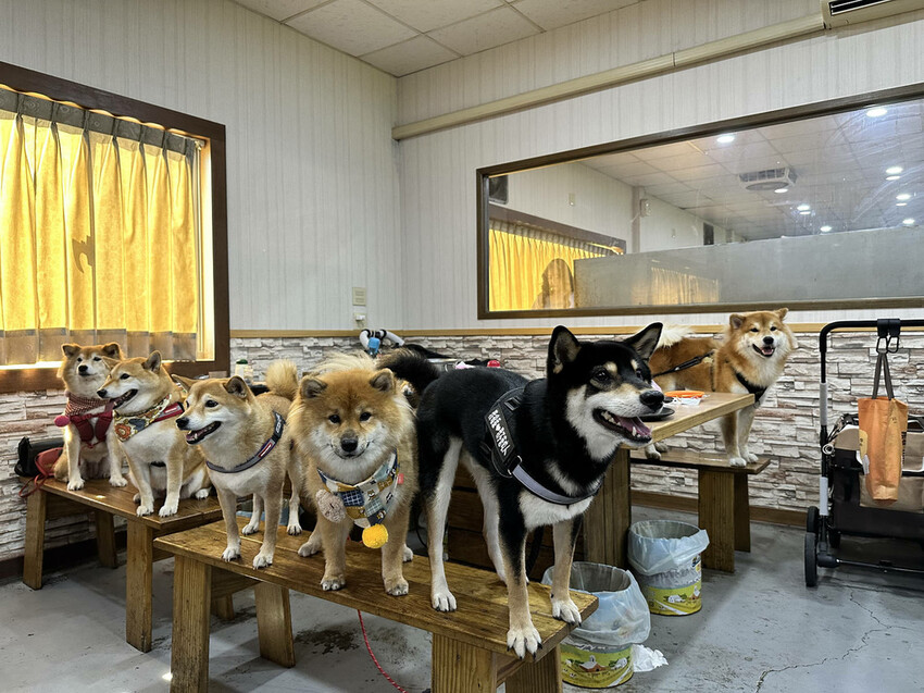 CP值爆表！當天到港海鮮漁獲燒烤吃到飽，超過30多種現流魚、