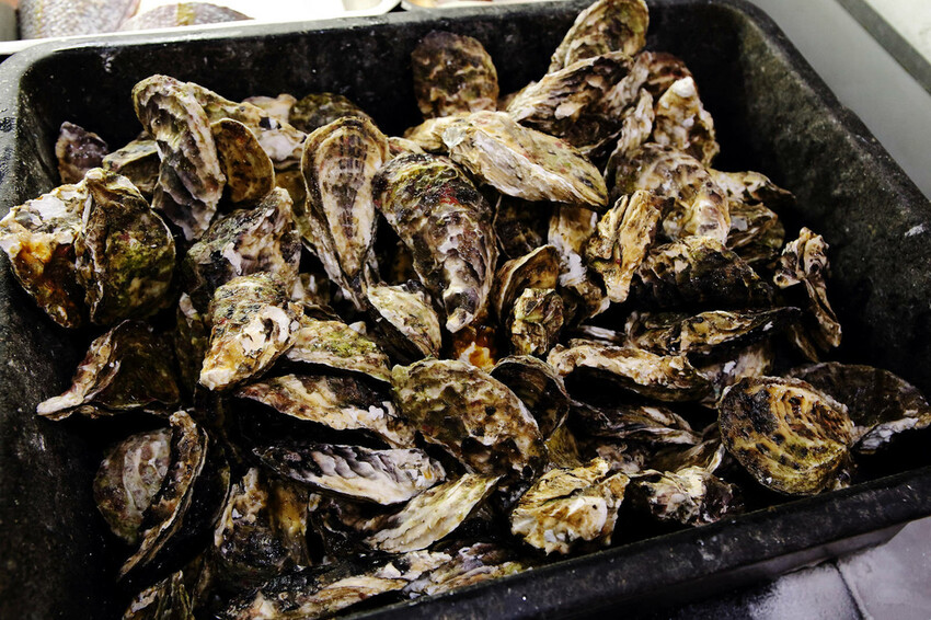 CP值爆表！當天到港海鮮漁獲燒烤吃到飽，超過30多種現流魚、