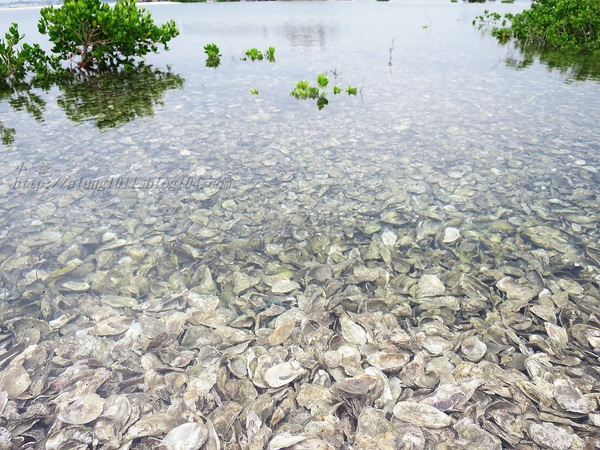 蚵殼島：蚵民不經意的傑作    ..大鵬灣蚵殼島