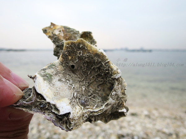 蚵殼島：蚵民不經意的傑作    ..大鵬灣蚵殼島