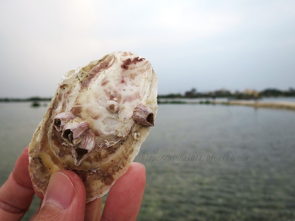 蚵殼島：蚵民不經意的傑作    ..大鵬灣蚵殼島