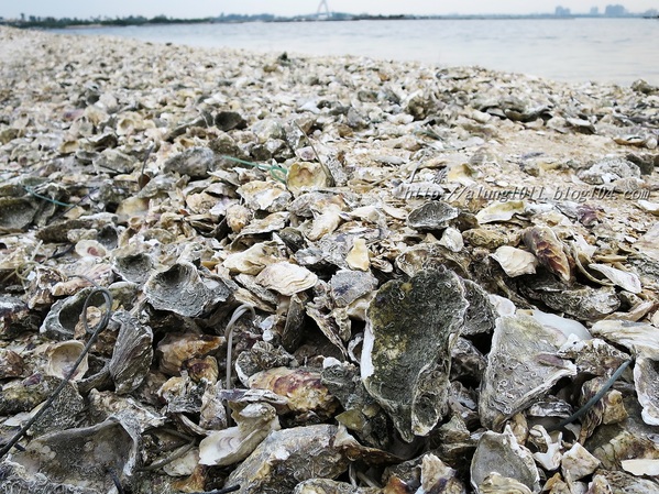 蚵殼島：蚵民不經意的傑作    ..大鵬灣蚵殼島