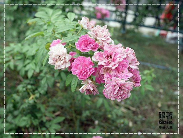 1108-雅聞七里香玫瑰森林 (6)